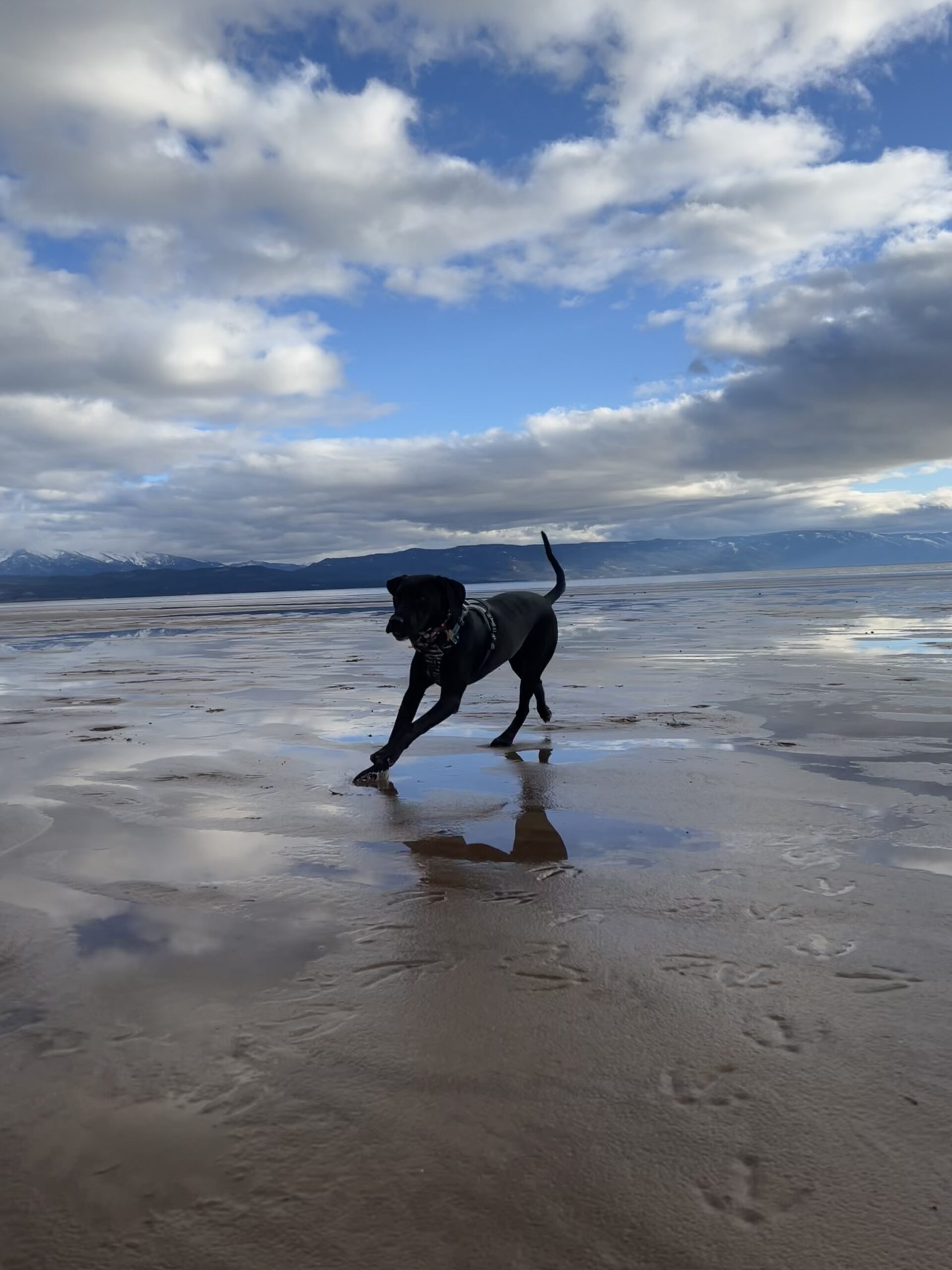 Dog running on a beach